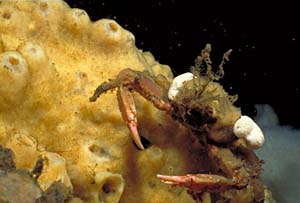 underwater photograph of a decorator crab