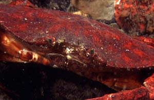 underwater photograph of a Red Rock Crab