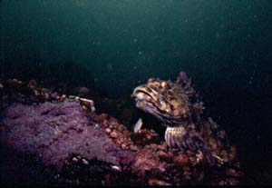 underwater photograph of a cabezon