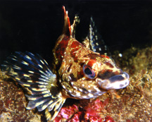 underwater photograph of a greenling