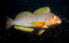 underwater photograph of a kelp greenling