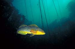 underwater photograph of a kelp greenling