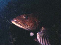 underwater photograph of a Ling Cod