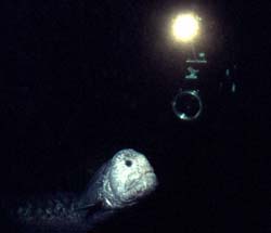 underwater photograph of a wolf eel