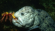 underwater photograph of a wolf eel