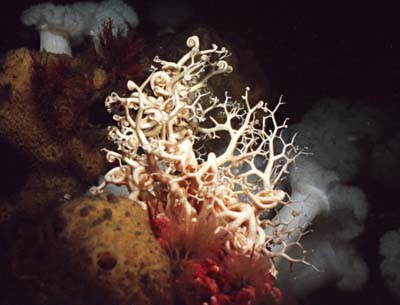 underwater photograph of a basket star