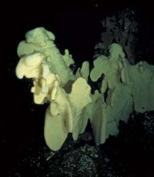underwater photograph of a cloud sponge