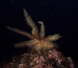 underwater photograph of a feather star