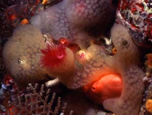 underwater photograph of a of invertebrates