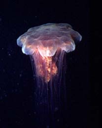 underwater photograph of a jellyfish