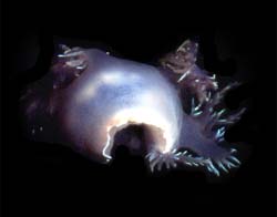 underwater photograph of a nudibranch