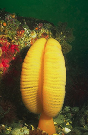 underwater photograph of a sea pen