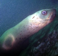 underwater photograph of a sealion