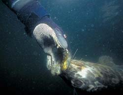 underwater photograph of a seal chewing on my knife