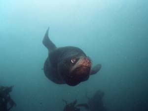 underwater photograph of a sealion