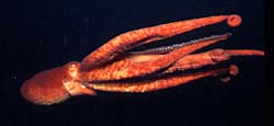giant pacific octopus - octopus dofleini