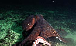 giant pacific octopus - octopus dofleini