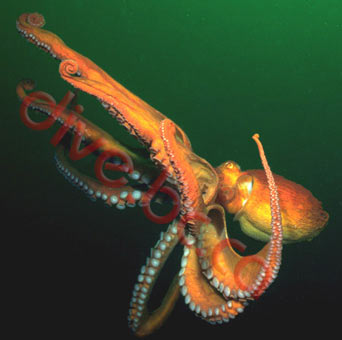    -  octopus.jpg